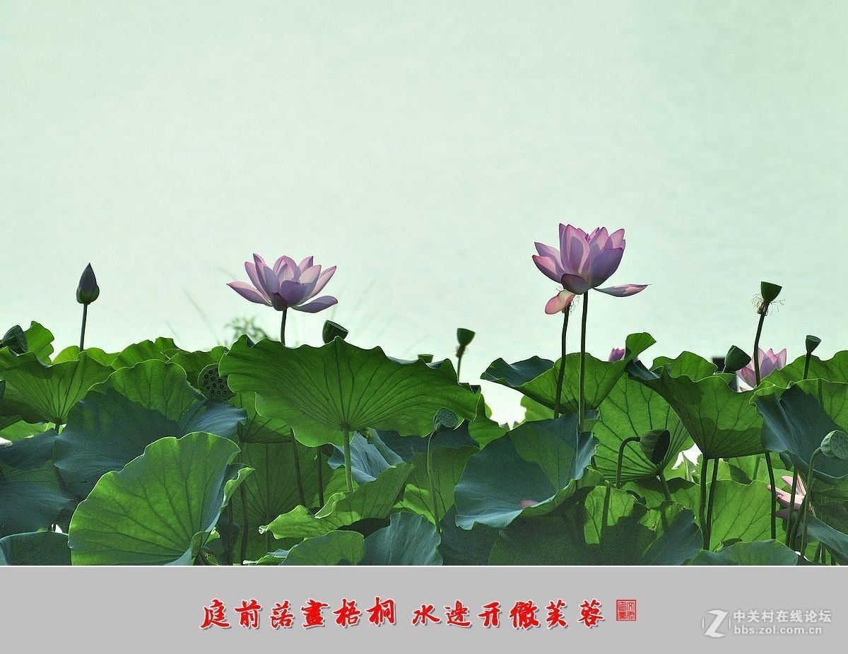 【视觉光影】——夏荷（9）