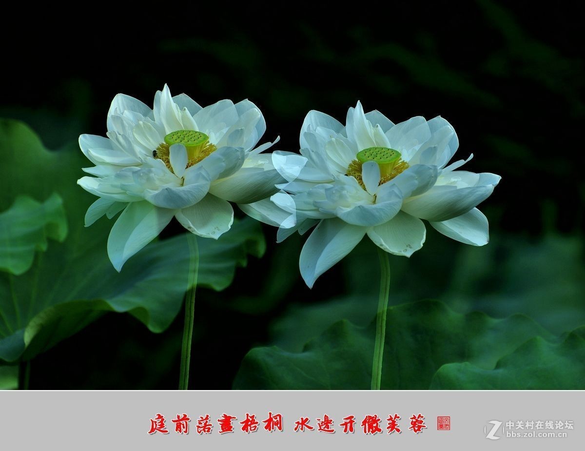 【视觉光影】——夏荷（9）