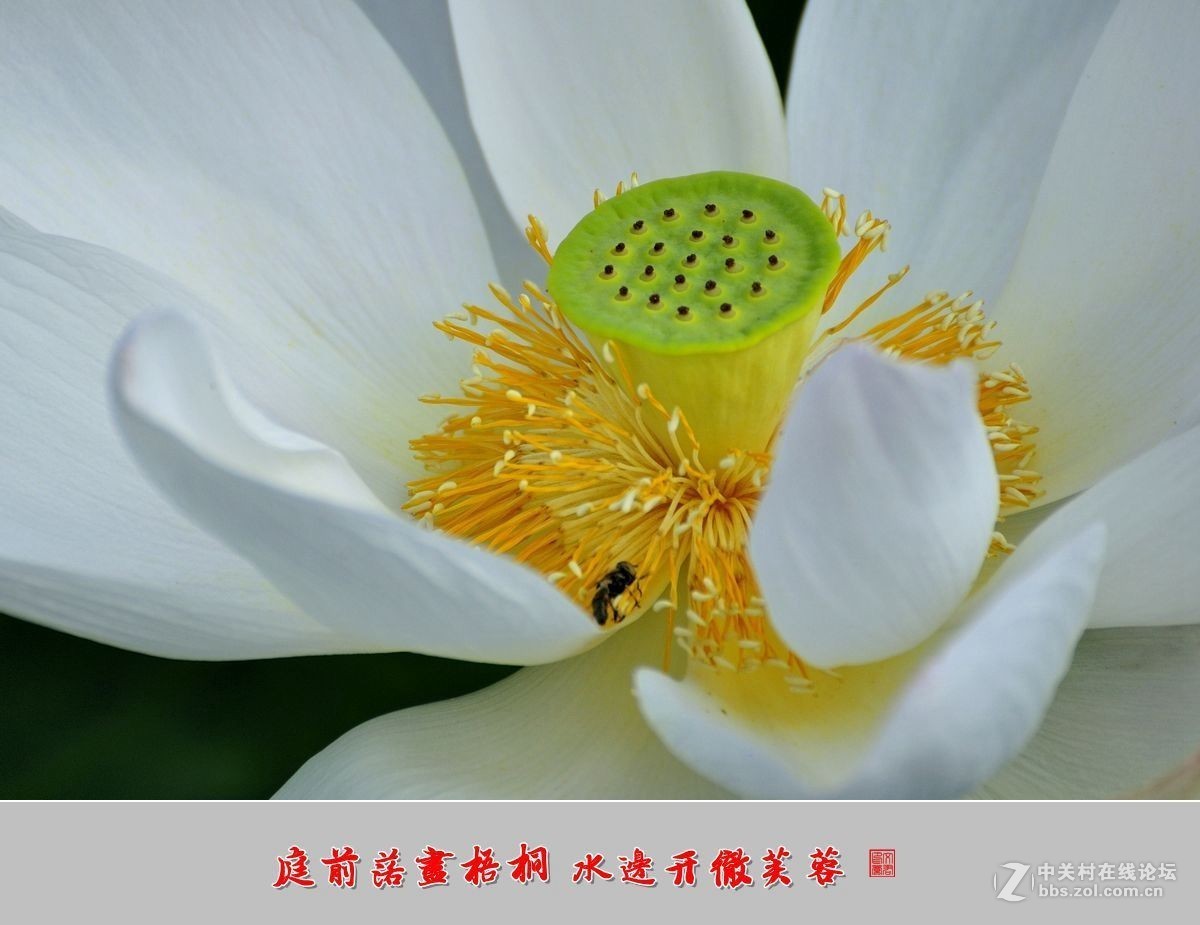 【视觉光影】——夏荷（9）