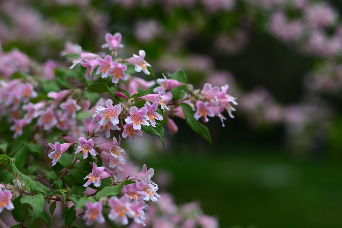 春末夏初猥实花
