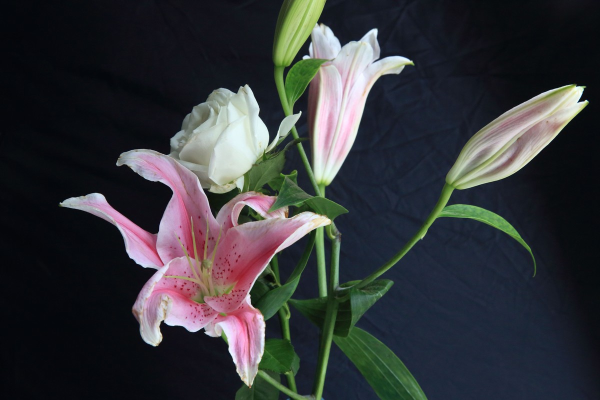 十幅鲜花献五.一。