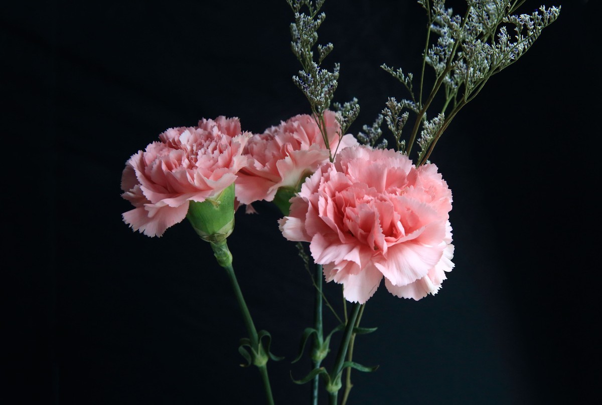 十幅鲜花献五.一。