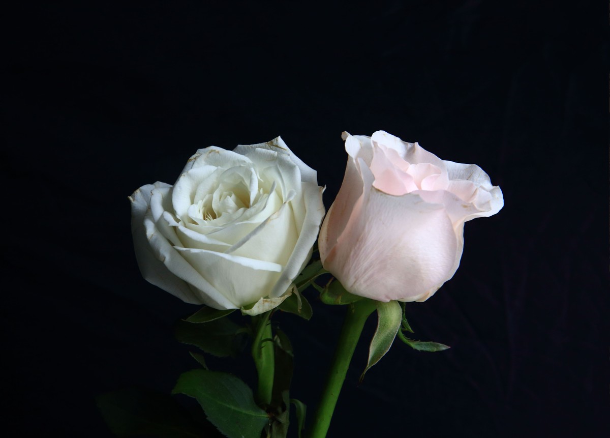 十幅鲜花献五.一。