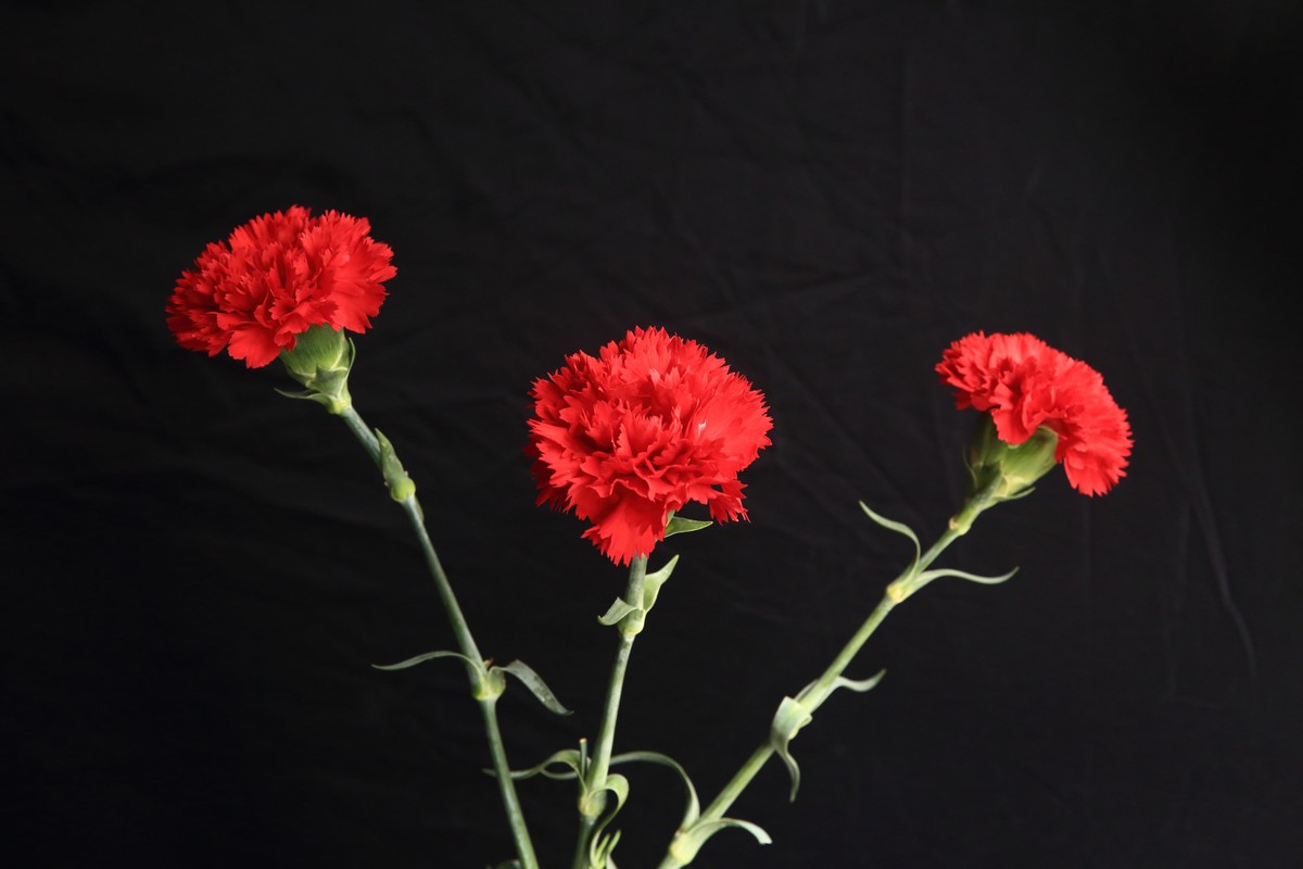 十幅鲜花献五.一。