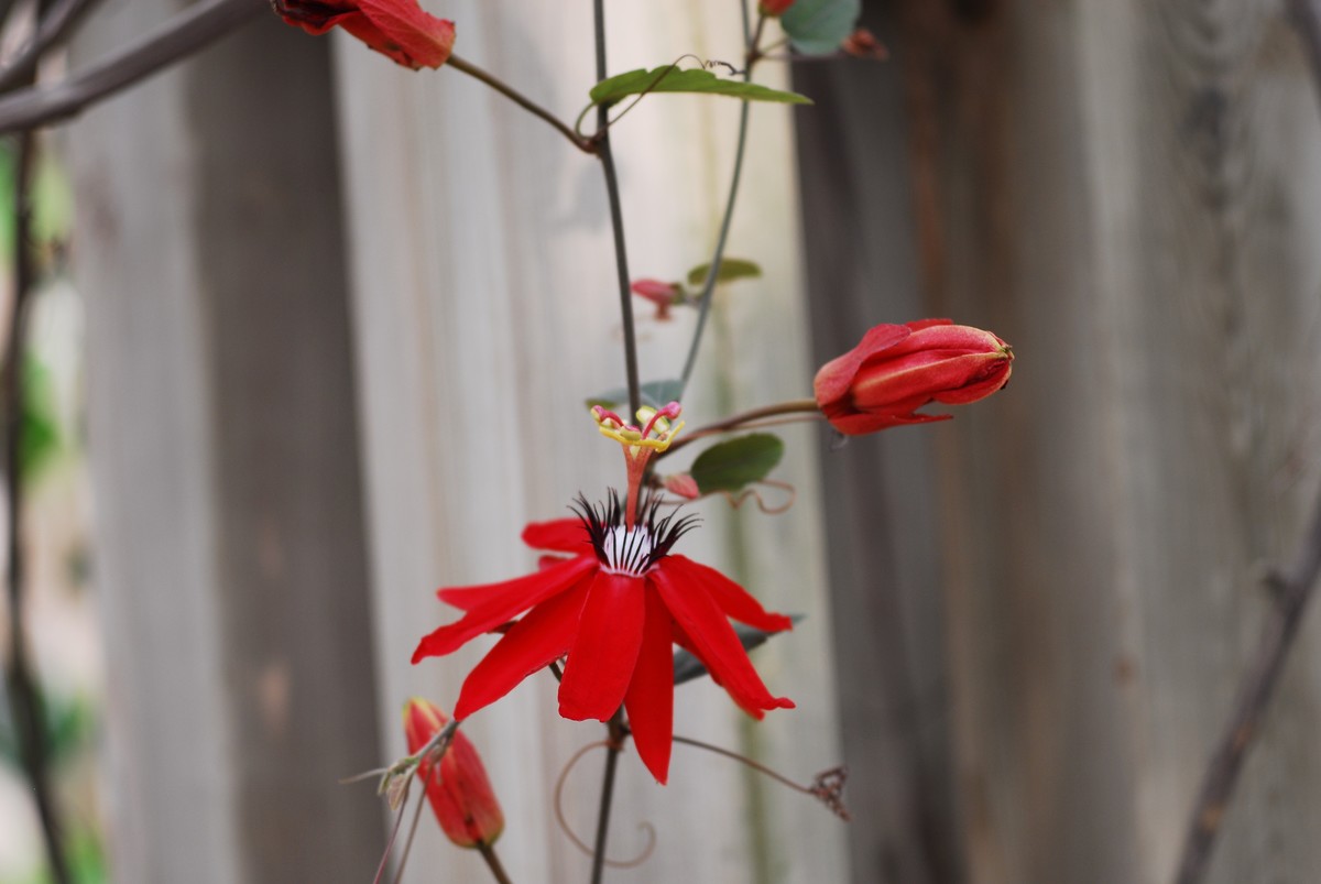 广州  光孝寺  中山纪念堂   华南植物园