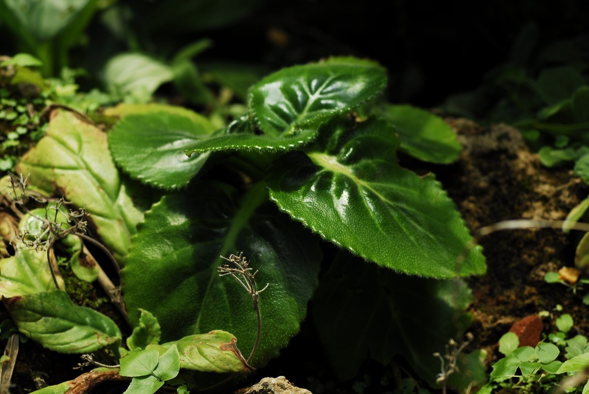 广州  光孝寺  中山纪念堂   华南植物园
