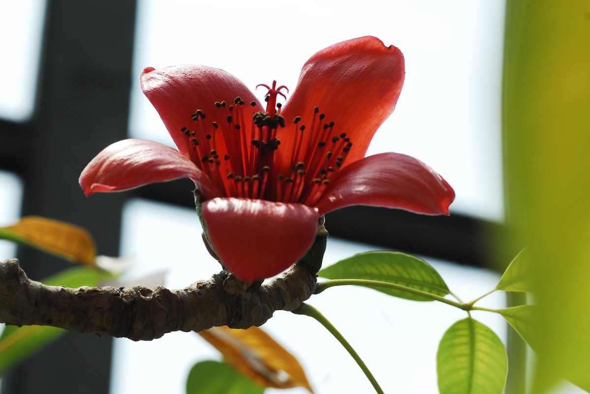 广州  光孝寺  中山纪念堂   华南植物园