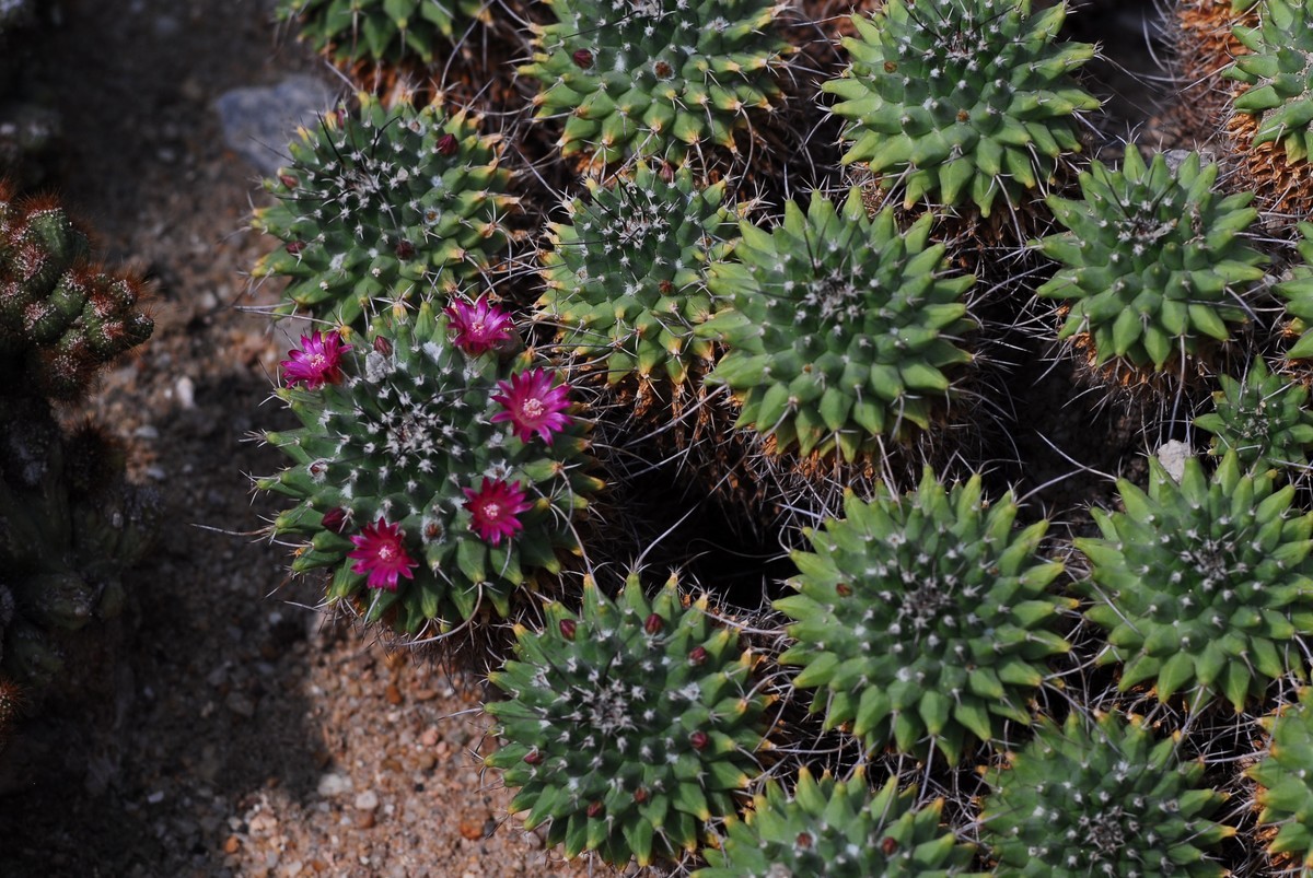 广州  光孝寺  中山纪念堂   华南植物园