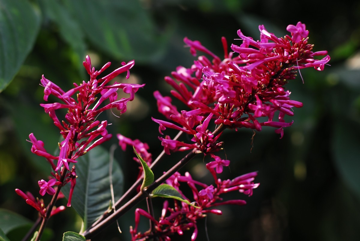 广州  光孝寺  中山纪念堂   华南植物园