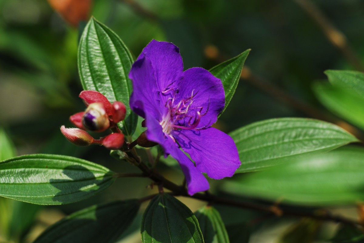 广州  光孝寺  中山纪念堂   华南植物园