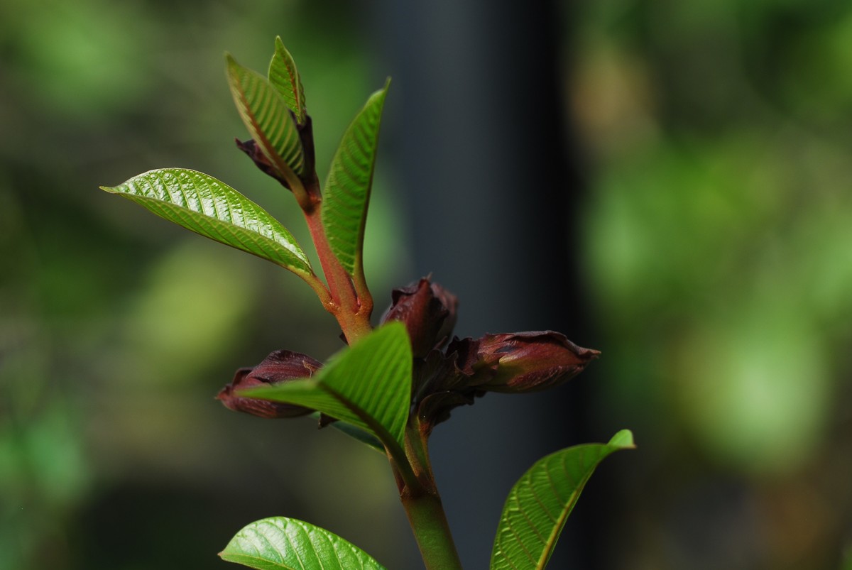 广州  光孝寺  中山纪念堂   华南植物园