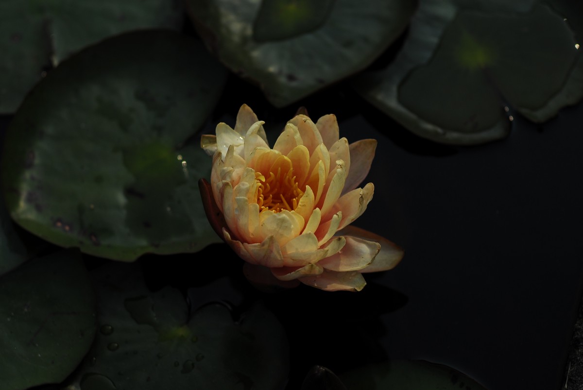 广州  光孝寺  中山纪念堂   华南植物园