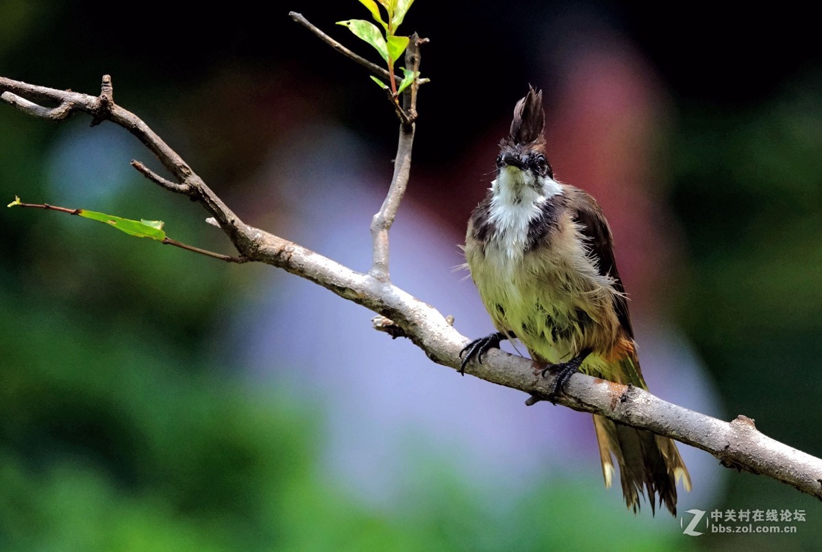 一只沐浴后的白耳鹎