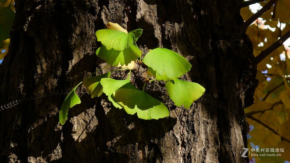 绿黄银杏叶