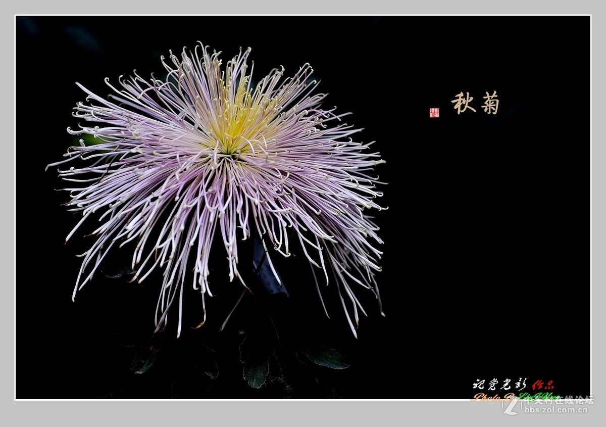 #ZOL月赛-记录最后的2015# 拍摄身边的美风景[秋 菊](3)