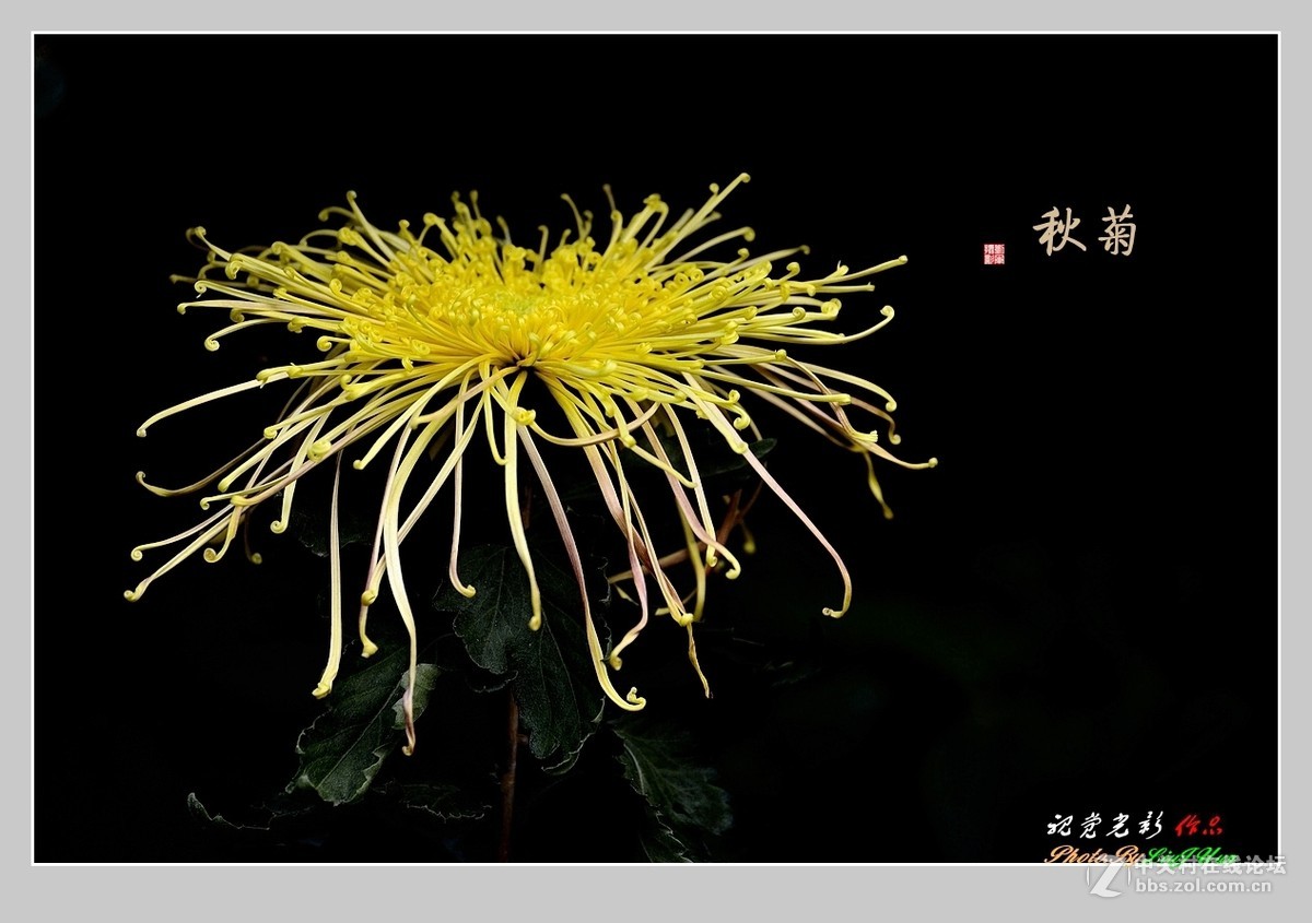 #ZOL月赛-记录最后的2015# 拍摄身边的美风景[秋 菊](3)