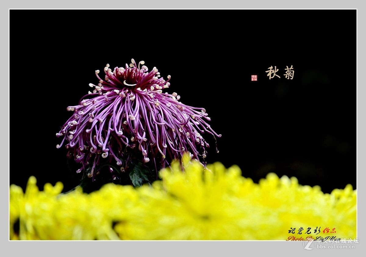 #ZOL月赛-记录最后的2015# 拍摄身边的美风景[秋 菊](3)