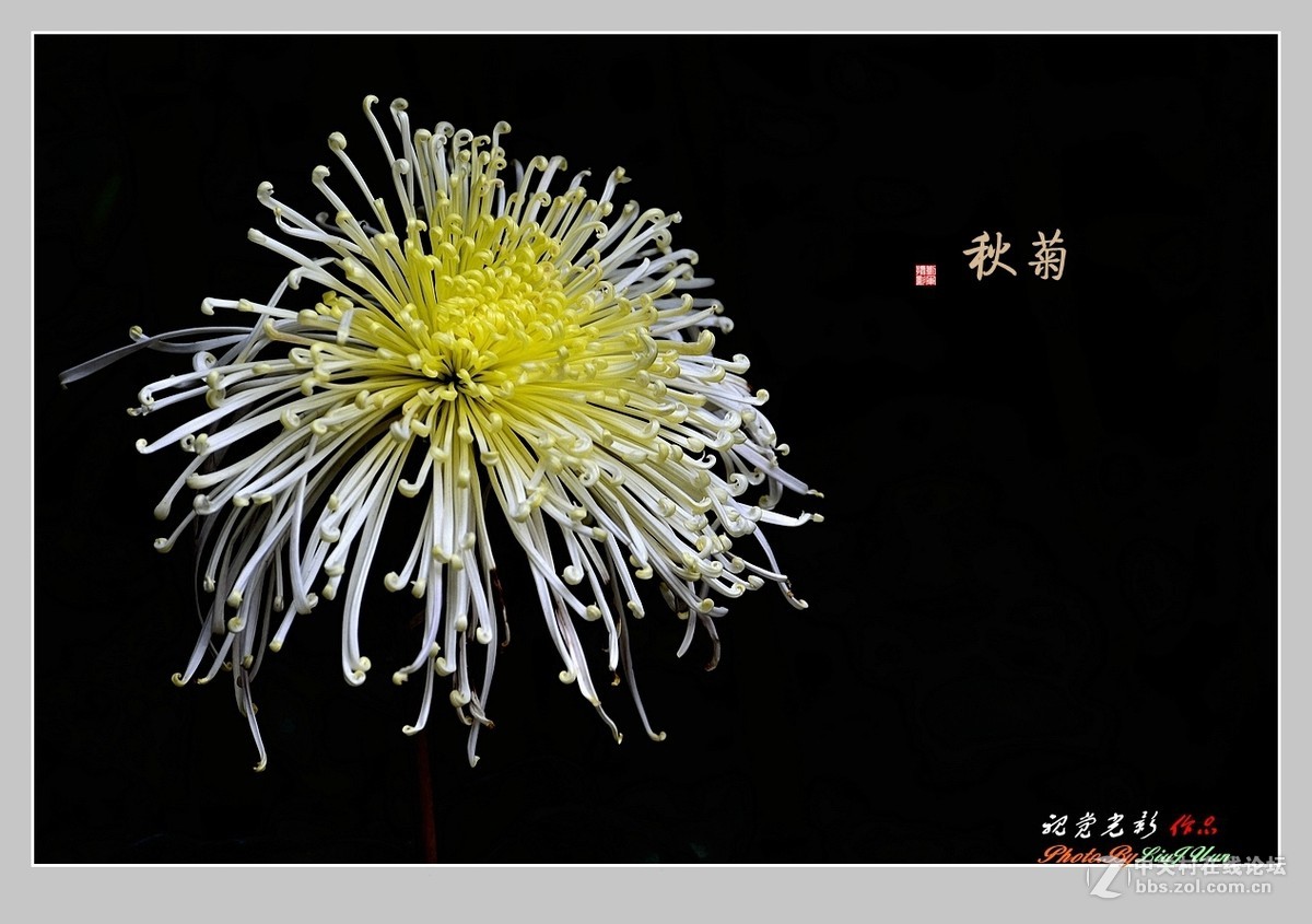 #ZOL月赛-记录最后的2015# 拍摄身边的美风景[秋 菊](3)