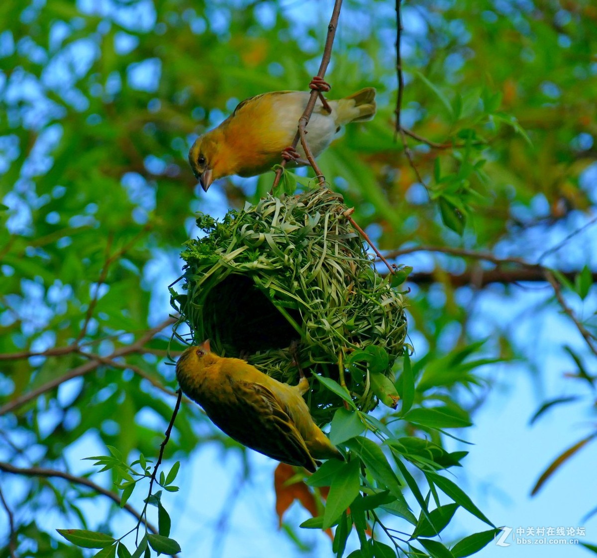 爱巢-中关村在线摄影论坛