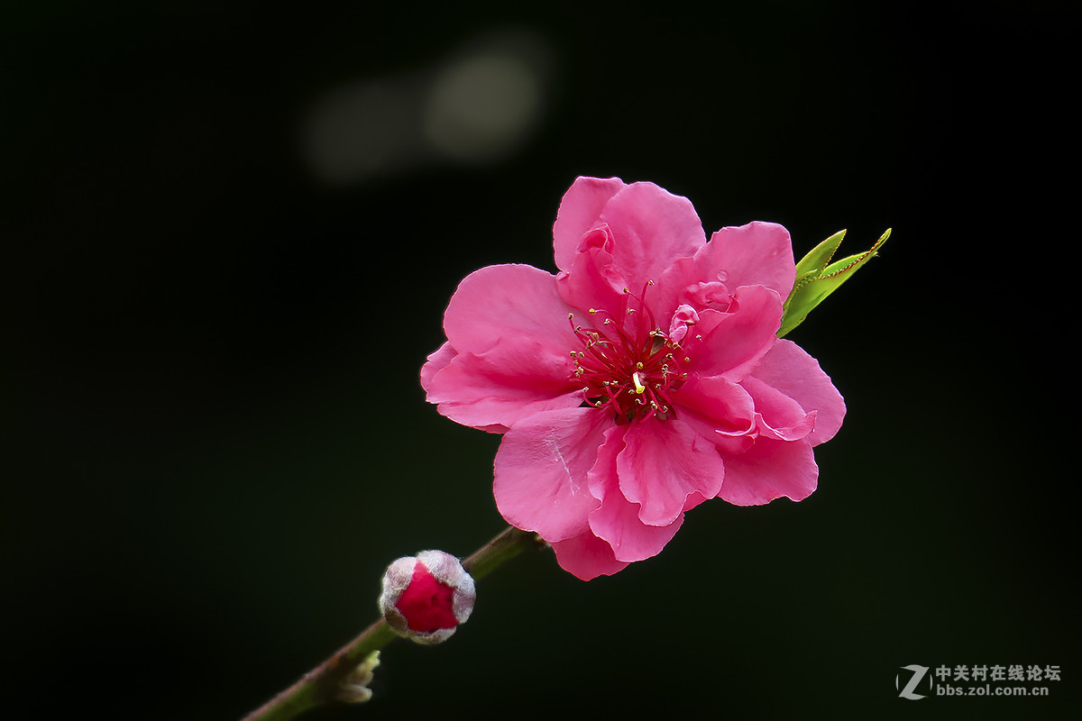 一组桃花