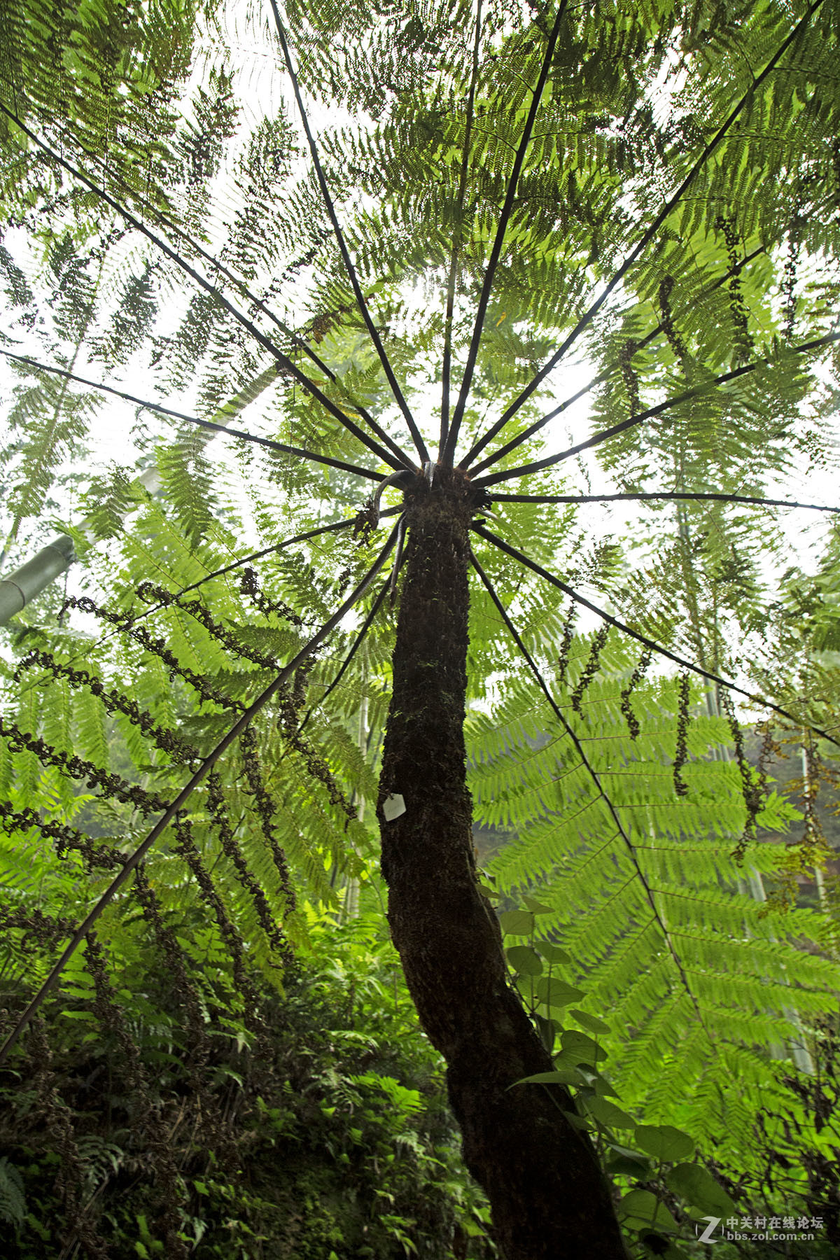 中国侏罗纪公园——赤水桫椤国家级自然保护区