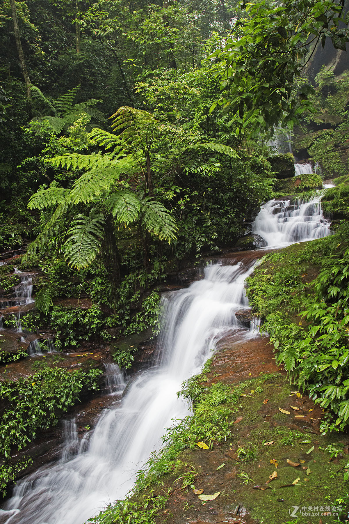 中国侏罗纪公园——赤水桫椤国家级自然保护区