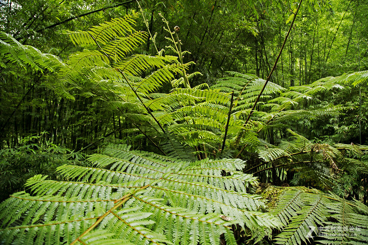 中国侏罗纪公园——赤水桫椤国家级自然保护区