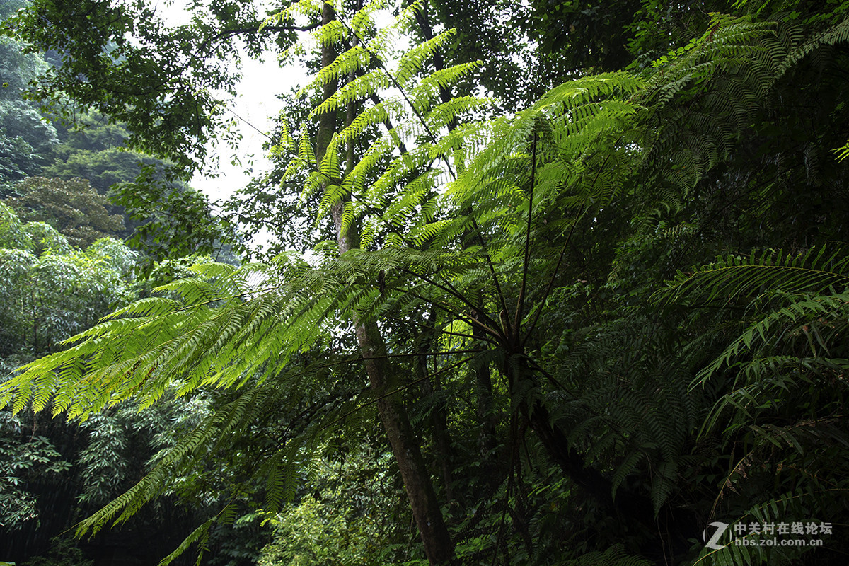 中国侏罗纪公园——赤水桫椤国家级自然保护区