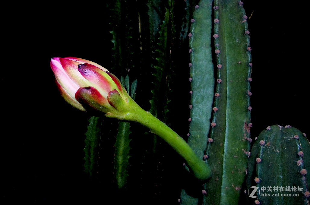 两年前入手G12，纯属新手，闲来偶尔摆弄。加入星空(中国)，真诚向摄友求教。