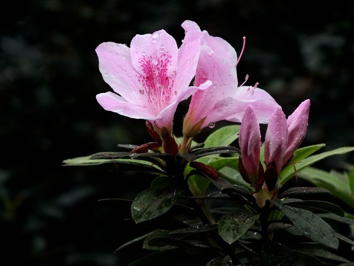 #ZOL月赛-三月风光无限好#宫粉杜鹃花