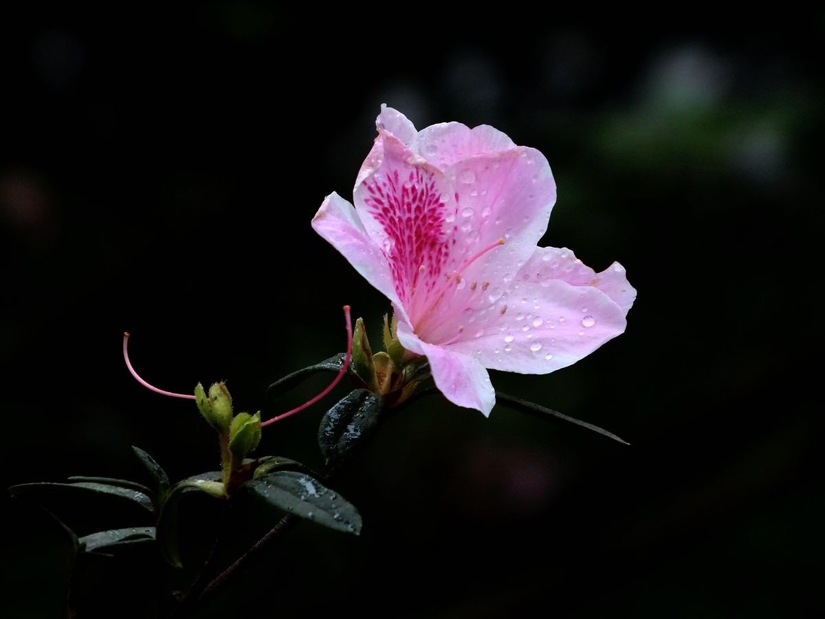 #ZOL月赛-三月风光无限好#宫粉杜鹃花