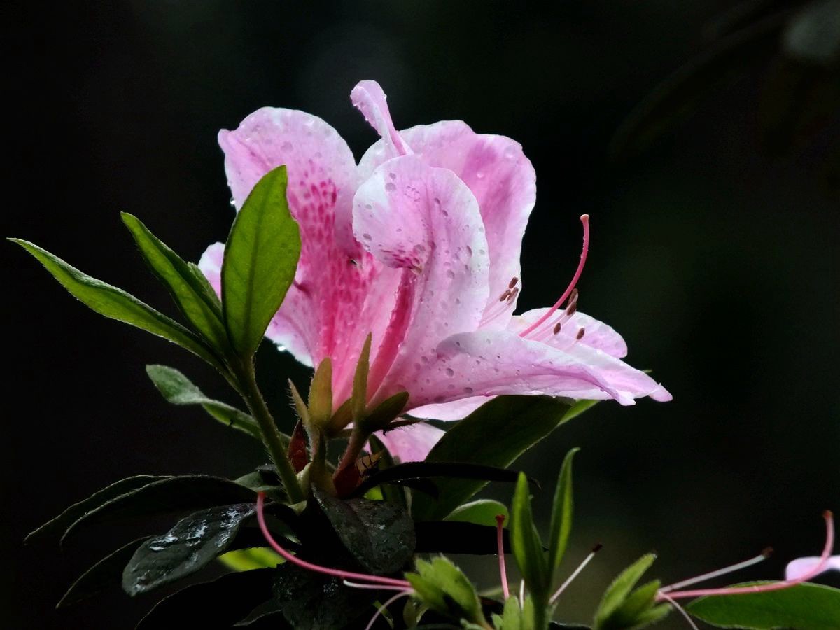 #ZOL月赛-三月风光无限好#宫粉杜鹃花