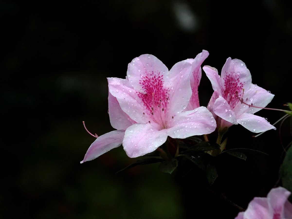 #ZOL月赛-三月风光无限好#宫粉杜鹃花