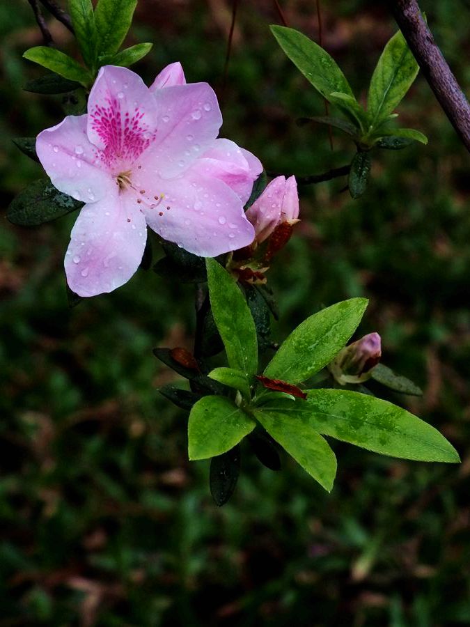 #ZOL月赛-三月风光无限好#宫粉杜鹃花