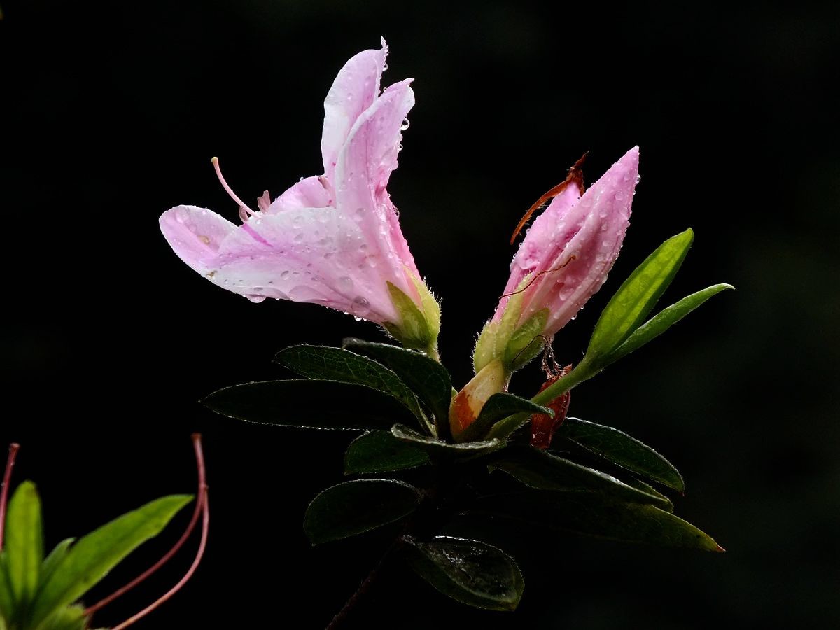 #ZOL月赛-三月风光无限好#宫粉杜鹃花