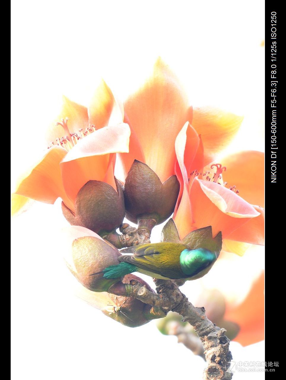 木棉花与太阳鸟.