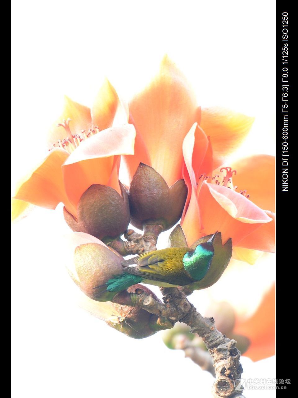 木棉花与太阳鸟.