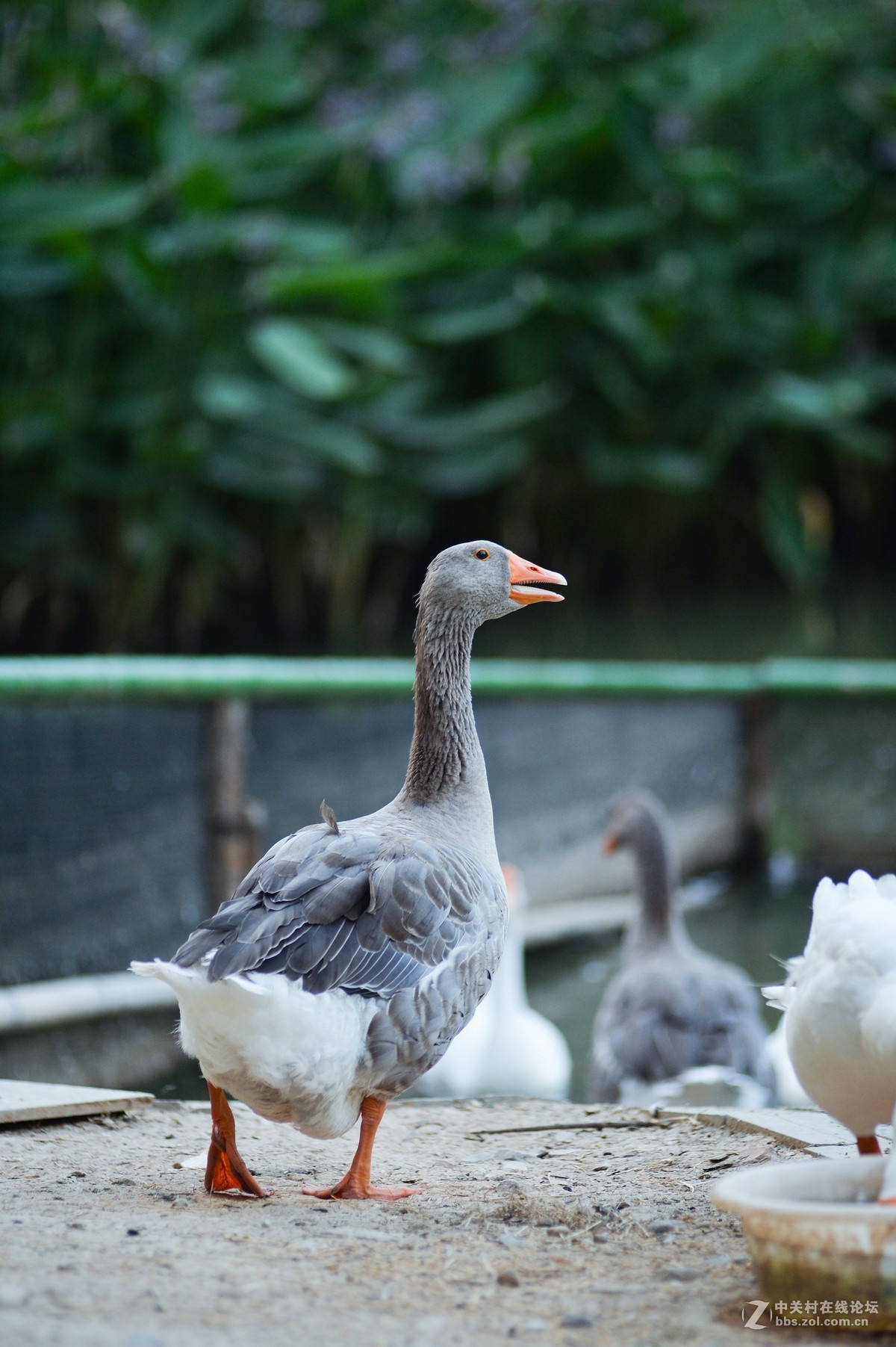 扫街，拍荷，拍鹅