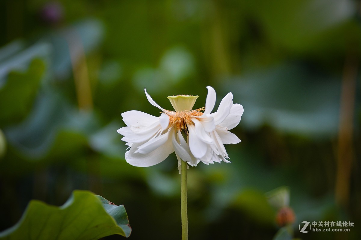 扫街，拍荷，拍鹅