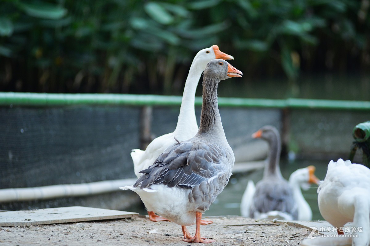 扫街，拍荷，拍鹅