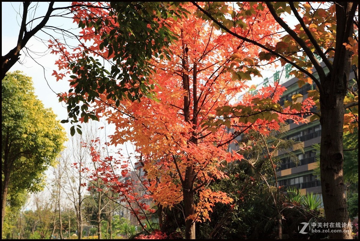 携一组《枫叶》初访贵版