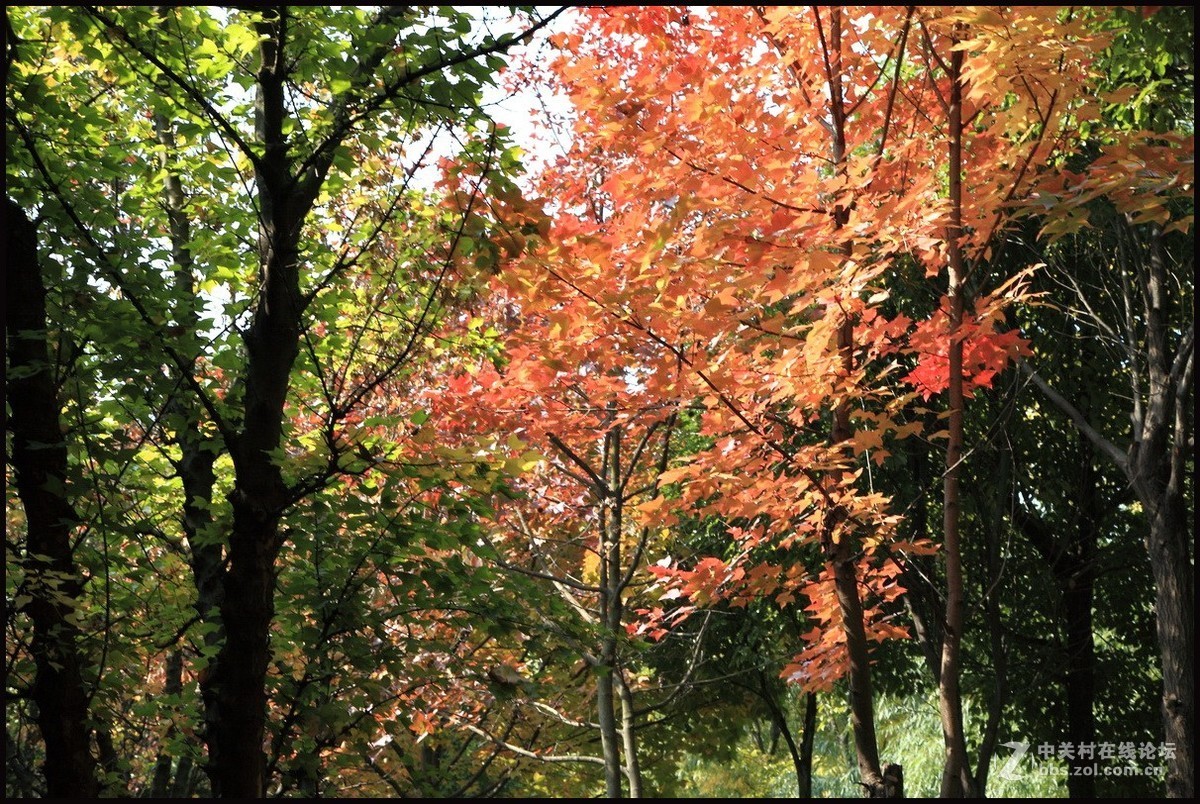 携一组《枫叶》初访贵版