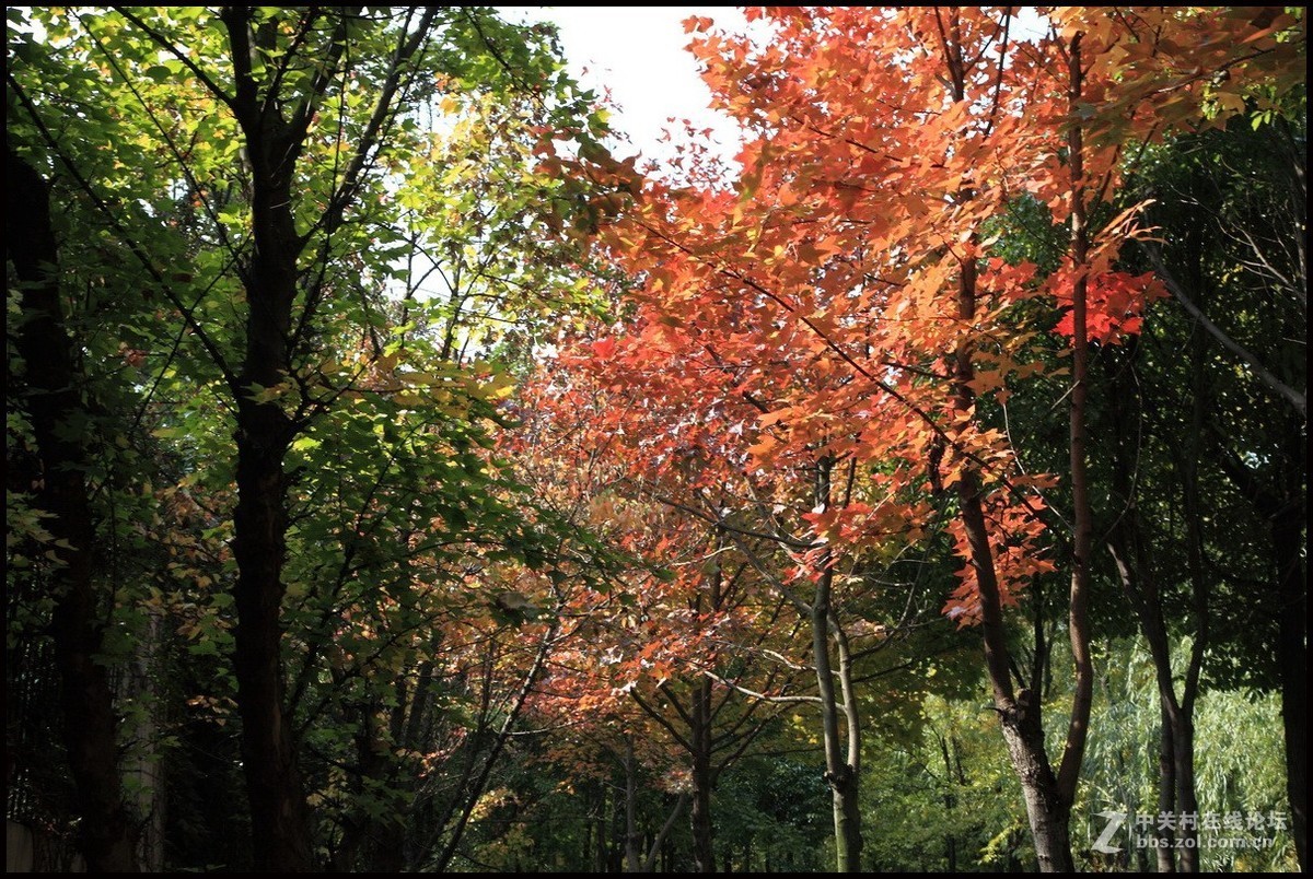 携一组《枫叶》初访贵版