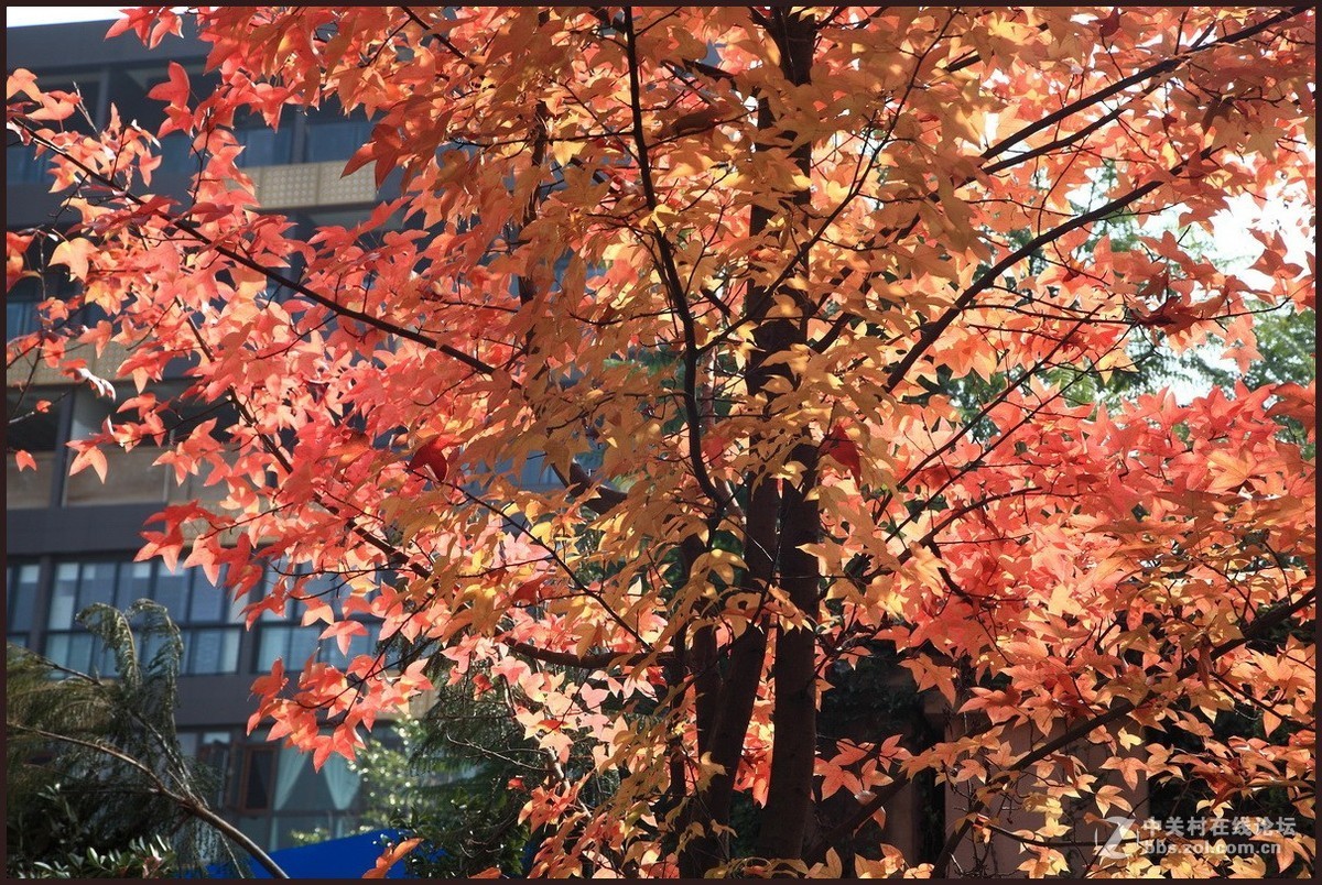 携一组《枫叶》初访贵版