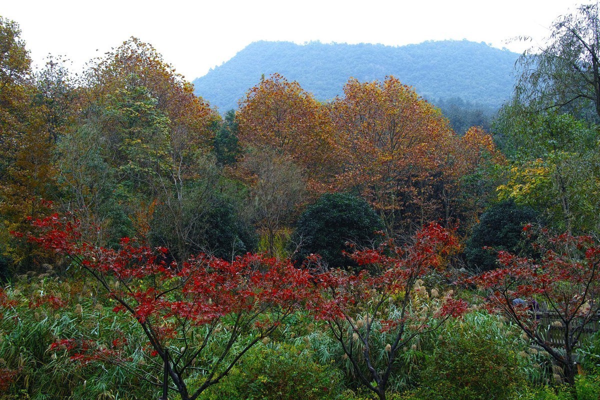 秋冬交替的黔灵湖