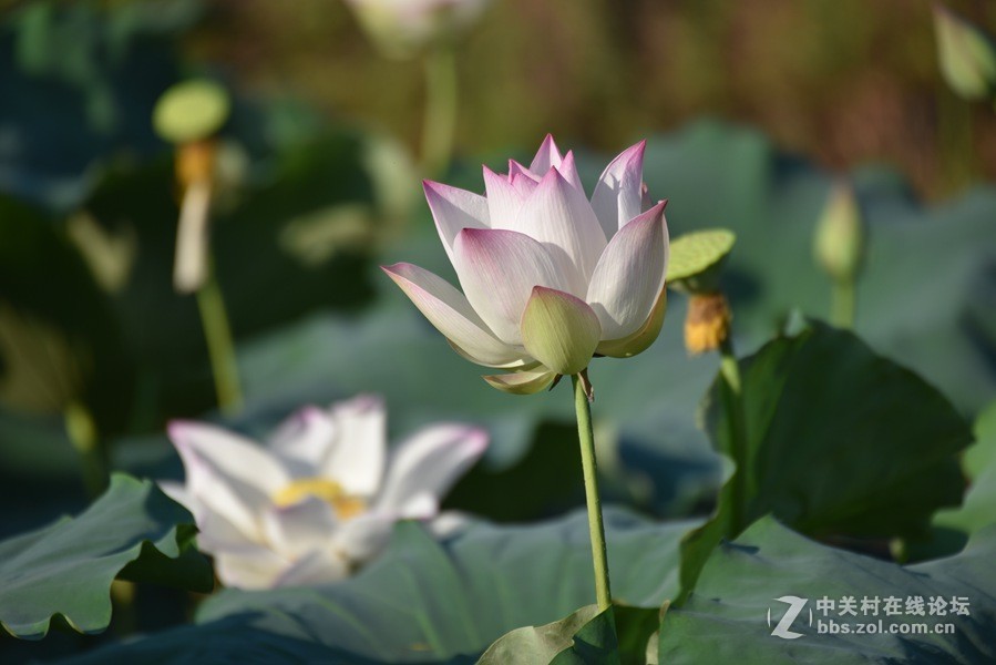 最近在网上淘的二手镜头作为练手之用超值。