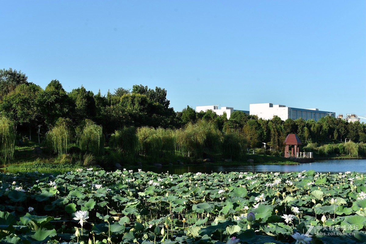 新入尼康AFS70-200/4G VR镜头湖边随拍