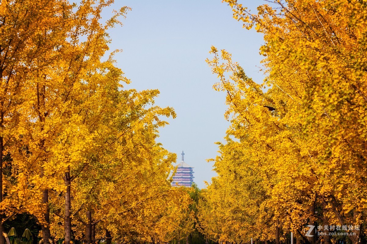 #佳能EOS R我的视角# 一年好景君须记，正是橙黄橘绿时