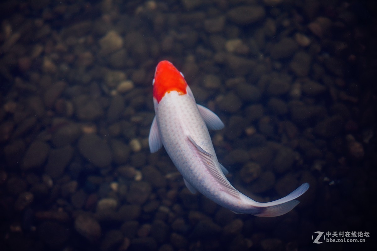 #佳能EOS R我的视角# 一年好景君须记，正是橙黄橘绿时