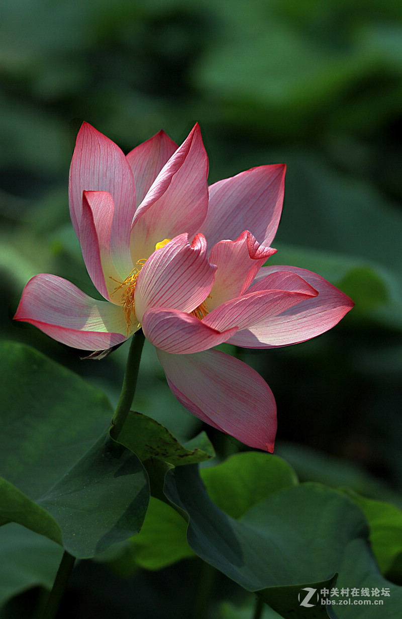 出水污泥而不染